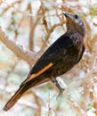 Tristram Starling female perched on tree branch. Judean Desert, Israel