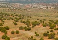 Desert valley studded with juniper trees