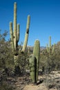 Desert vegetation Royalty Free Stock Photo