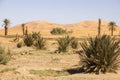 Desert Vegetation Beneath The Spotless Sky Royalty Free Stock Photo