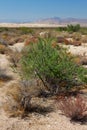 Desert Vegetation and Kelso Dunes Royalty Free Stock Photo