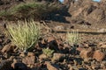 Desert vegetation in Oman Royalty Free Stock Photo