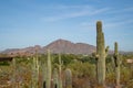 Desert vegetation in the Phoenix Arizona area Royalty Free Stock Photo