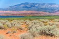 Desert vegetation in Sand Hollow State Park in Utah