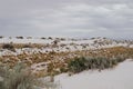 Desert vegetation in the sand at White Sands National Monument Royalty Free Stock Photo