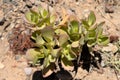 Desert Vegetation