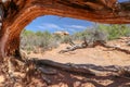 Bent Tree in Desert Valley, Arches National Park, Moab, Utah, USA Royalty Free Stock Photo