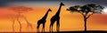 Desert view with giraffes. African fauna and flora Royalty Free Stock Photo