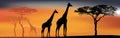 Desert view with giraffes. Background banner