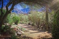 Desert Walking Path in Tucson Arizona Royalty Free Stock Photo