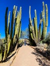 Desert Walking Trail with Giant Saguaro Cactus