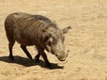 Desert warthog