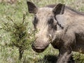 Desert Warthog, Phacochoerus aethiopicus, is abundant in Bale Park, Ethiopia