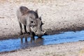 Desert Warthog, Phacochoerus aethiopicus, drinks water from the waterhole, Namibia