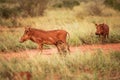 Desert warthog Phacochoerus aethiopicus red from mud and littl