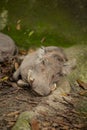 Desert Warthogs asleep