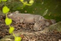 Desert Warthogs asleep