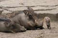 Desert warthogs Royalty Free Stock Photo