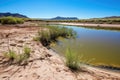 desert water hole filled with various aquatic plants