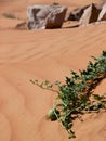 Desert watermelon great source of water for travelling camel