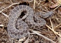 Desert (Western) Massasauga rattlesnake Royalty Free Stock Photo
