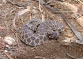 Desert (Western) Massasauga rattlesnake Royalty Free Stock Photo