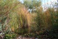 A Wetland Oasis With Tall Cattails Surrounding A Pond In The Arizona Desert