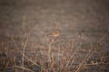 Desert Wheatear, Oenanthe deserti Royalty Free Stock Photo