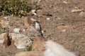 Desert Wheatear Oenanthe deserti Royalty Free Stock Photo