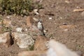 Desert Wheatear Oenanthe deserti Royalty Free Stock Photo