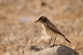 Desert wheatear Oenanthe deserti. Royalty Free Stock Photo