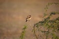 Desert Wheatear, Oenanthe deserti Male, Little Rann of Kutch, Gujarat Royalty Free Stock Photo