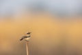 Desert Wheatear (Oenanthe deserti) Royalty Free Stock Photo