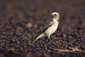 Desert wheatear - Oenanthe deserti songbird breeding in the Sahara and the northern Arabian peninsula, semi-deserts of central Royalty Free Stock Photo