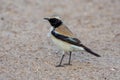 Desert Wheatear Oenanthe deserti in the united arab emirates sand Royalty Free Stock Photo