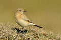 Desert wheatear & x28;Oenanthe deserti& x29;, Female Royalty Free Stock Photo