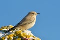 Desert wheatear & x28;Oenanthe deserti& x29;, Female Royalty Free Stock Photo