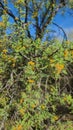 Desert Wild CATSCLAW Bush Tree Blooming Yellow Flower Fuzzy Balls Plant Foliage Nature Sky Scene Royalty Free Stock Photo