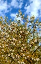 Desert Wild Chaparral Bush Blooming Fuzz Balls Seed Pods CREOSOTE plant Looks like Pussy Willow Fuzz balls Native Photography