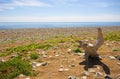 Desert wild coast of the Sea of Japan