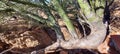 Desert Wild Green Palo Verde Tree Eroded Root System embankment soil erosion image Plant Foliage Nature Scene Artography