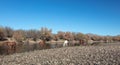 Desert wild horse herd feeding in the Salt River near Mesa Arizona USA Royalty Free Stock Photo