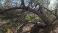 Desert Wild Mesquite Tree Arched Falling over Forrest Jungle look Plant Foliage Nature