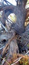 Desert Wild mesquiteTree Knotted Hole Trunk Branches Roots System Exposed Plant Foliage Nature Artography T