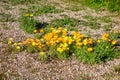 Desert Wild Patch of Blooming African Daisy (Dimorphotheca sinuata