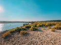 Desert wild plants and nature | Spectacular Landscape View at Al Wathba Wetland Reserve in Abu Dhabi, UAE | coastal salt flat sa Royalty Free Stock Photo