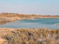 Desert wild plants and nature | Spectacular Landscape View at Al Wathba Wetland Reserve in Abu Dhabi, UAE | coastal salt flat sa Royalty Free Stock Photo