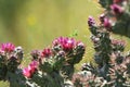 Desert Wildflower Series - Pink Cactus Series - Opuntia basilaris Royalty Free Stock Photo