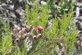 Desert Wildflower Series - Pink Cactus Series - Opuntia basilaris Royalty Free Stock Photo