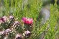 Desert Wildflower Series - Pink Cactus Series - Opuntia basilaris Royalty Free Stock Photo